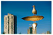  257 - A Gull in Vancouver - Eine Möwe in Vancouver  