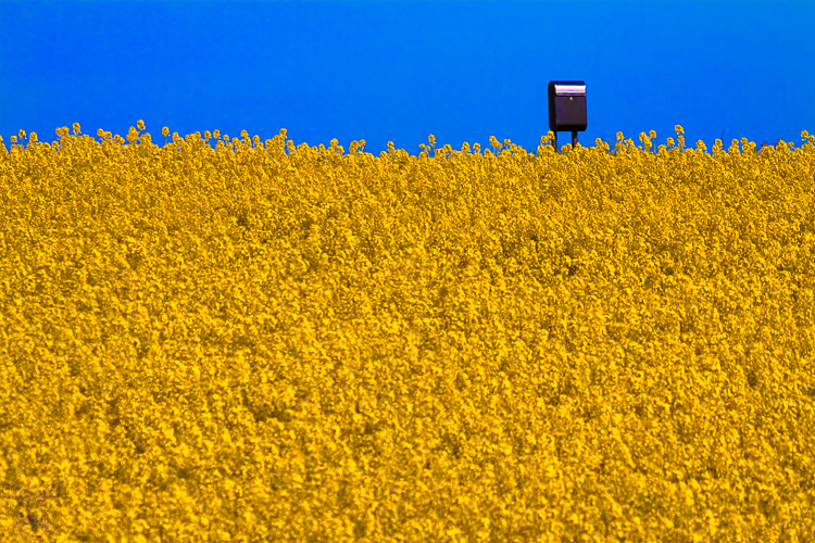 2749 - Rapeseed Mail - -