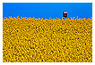  2749 - Rapeseed Mail - - 