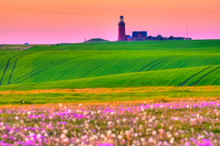 2781 - Bovbjerg Meadows - -