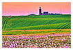  2781 - Bovbjerg Meadows - - 