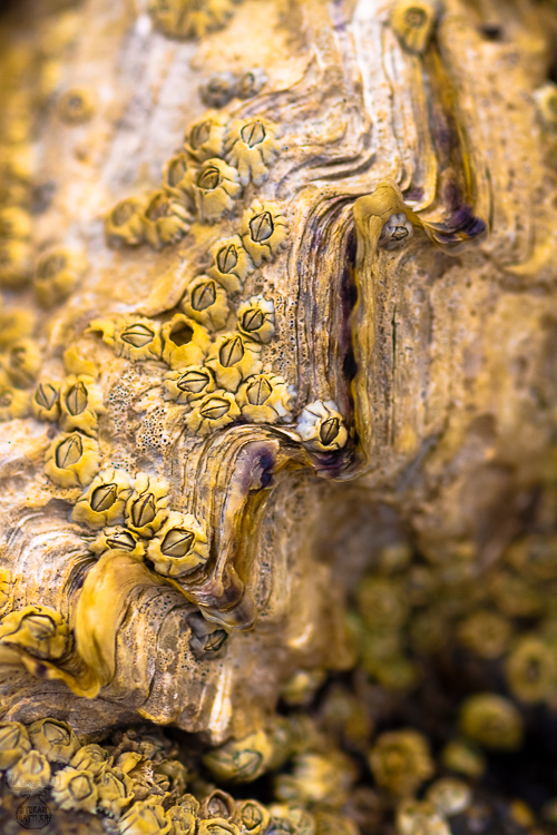 2828 - Barnacles - Seepocken