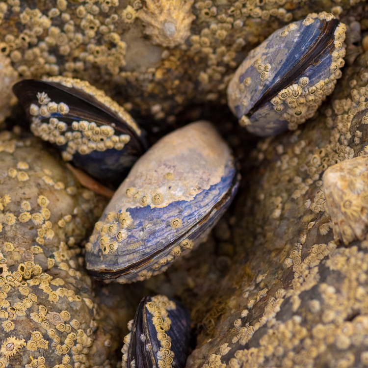 2830 - Mussel face - Muschelgesicht