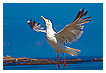  2905 - Dancing in the sky - Himmelstanz 