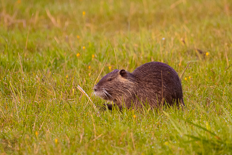2943 - Coypu - Biberratte