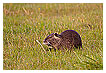  2943 - Coypu - Biberratte 