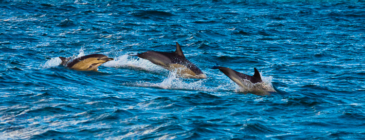 2944 - Dolphin pod - Delphinschule