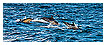  2944 - Dolphin pod - Delphinschule 