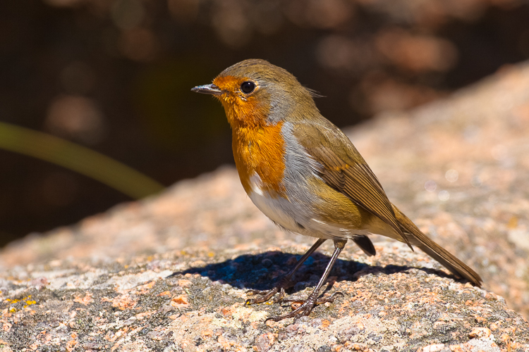 2979 - Robin - -