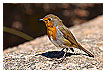  2979 - Robin - - 