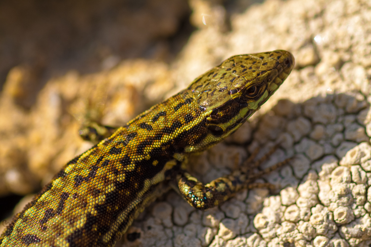 3045 - Wall Lizard - Mauereidechse