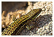  3045 - Wall Lizard - Mauereidechse 