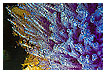  3090 - Art-ichoke III - - 