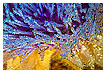  3095 - Art-ichoke II - - 