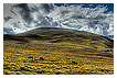  3503 - Cairngorm mountains' Reindeer - - 