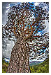  3510 - Soaring - Himmelhoch 