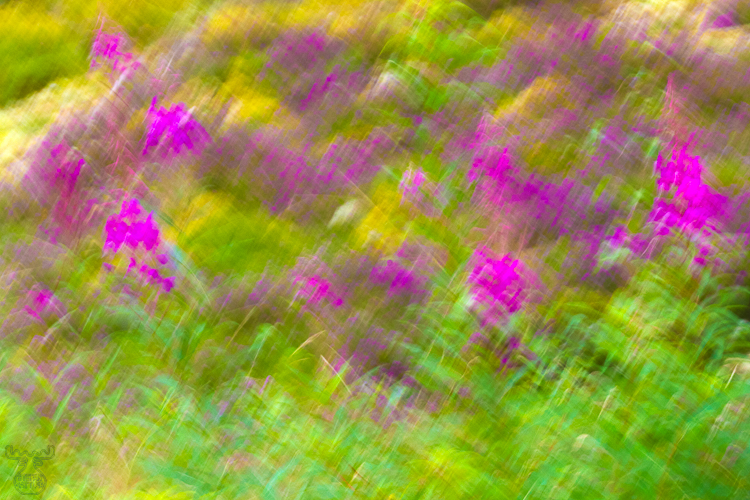 3700 - Fireweed - -