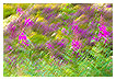 3700 - Fireweed - - 
