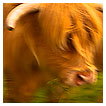  3707 - Bò Ghàidhealach - - 