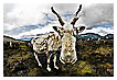  3727 - Nosy Glacier - - 