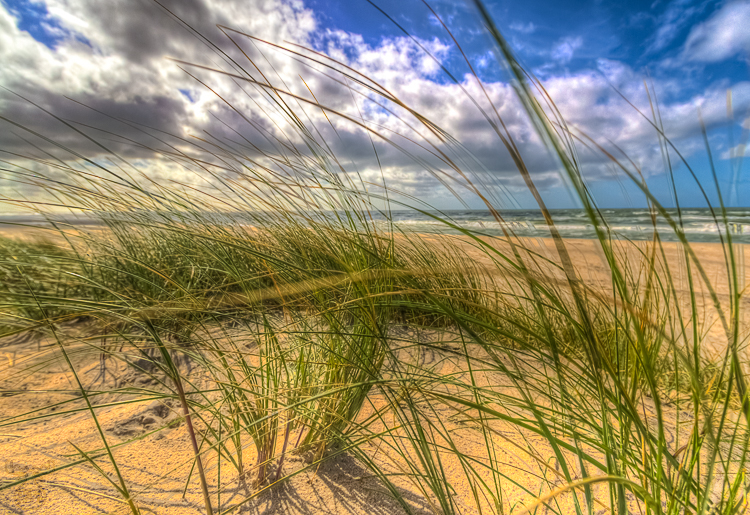 4039 - Beachgrass Left - Strandhafer Links