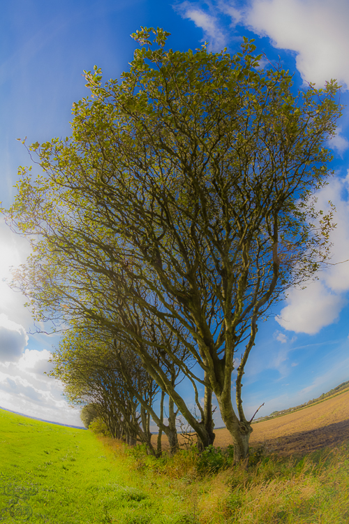4086 - Tree bowl - -