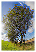  4086 - Tree bowl - - 