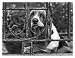  4090 - Basset - - 