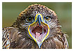  4091 - Drooling - - 