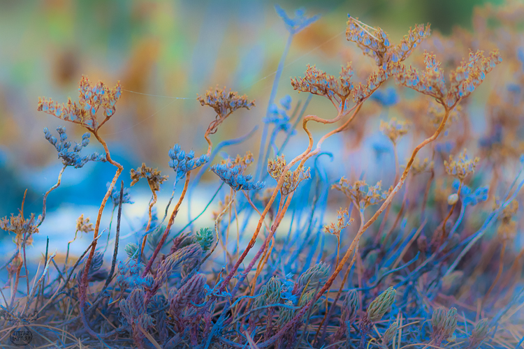 4155 - Twisted Colors - -