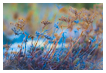  4155 - Twisted Colors - - 