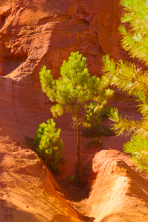 4183 - Red-Green - -