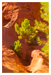  4183 - Red-Green - - 