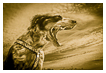  4244 - Lola Gentle Beast - - 