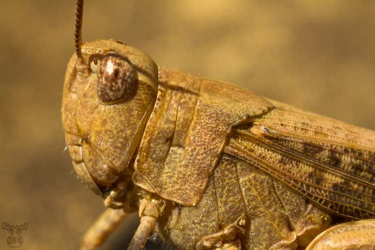 4314 - Grashopper Portrait - -