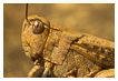  4314 - Grashopper Portrait - - 