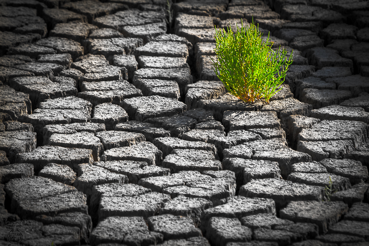 4358 - Glasswort Surviving - -