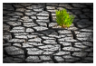  4358 - Glasswort Surviving - - 