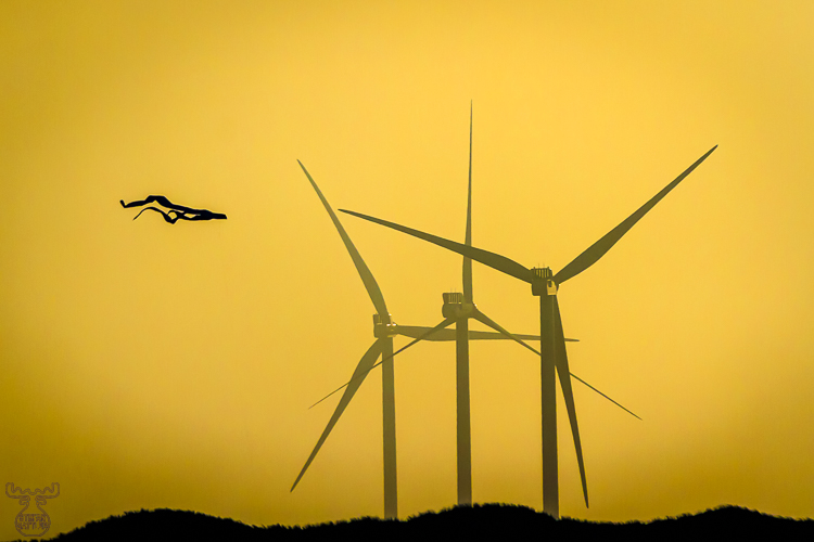 4806 - Wind Driven - -