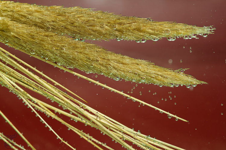 4823 - Bubble Beachgrass - -