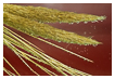  4823 - Bubble Beachgrass - - 