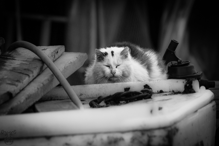4854 - Harbor Sleep - -