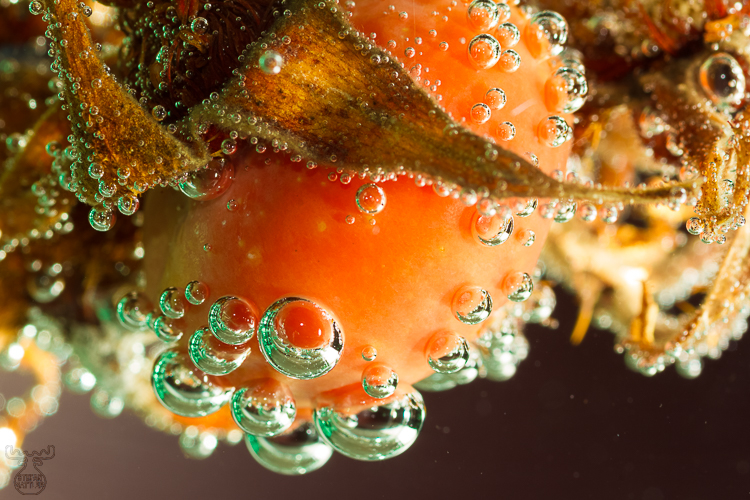 4867 - Winter Rosehip - -