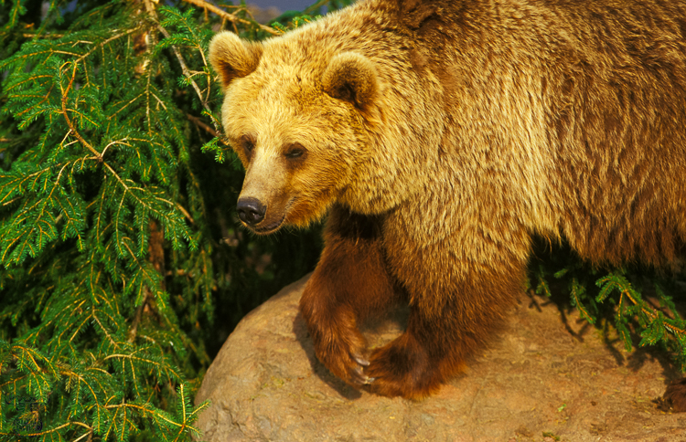 510 - Brown bear - -