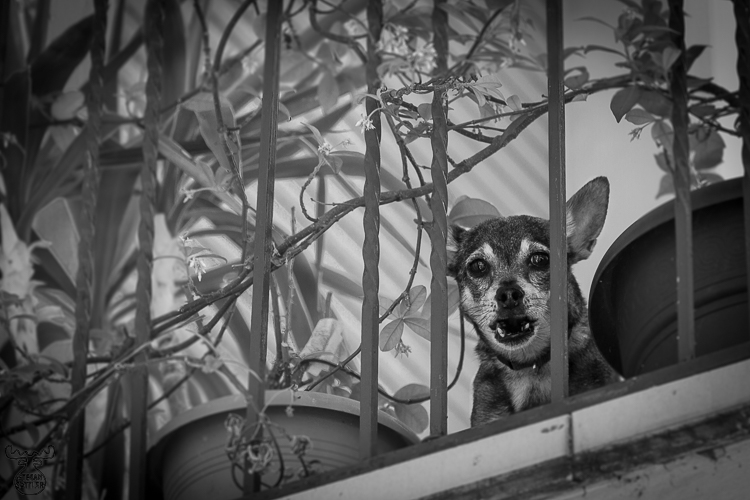 5285 - Brave barker - -