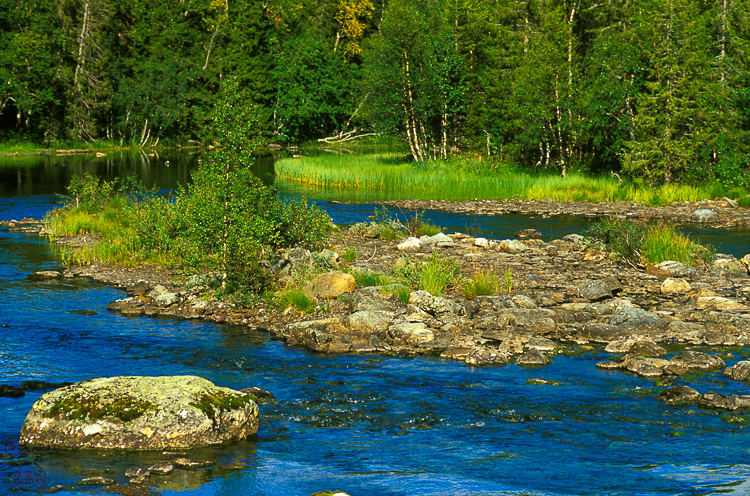 529 - Swedish Stream - -