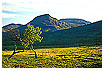  532 - Birches in Kalfället - Birken am Kalfjället 