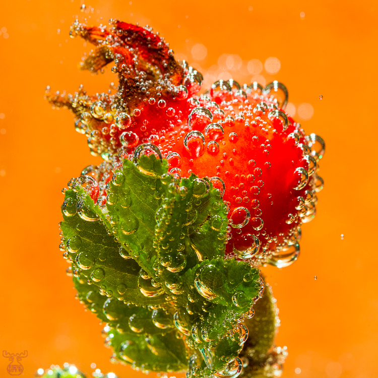 5417 - Bubble Red - -