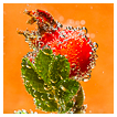  5417 - Bubble Red - - 