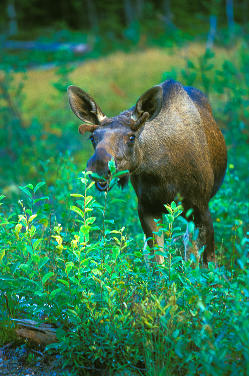 556 - Laughing Moose - Lachender Elch